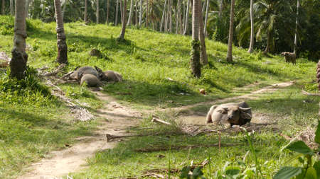 Buffalo family among green vegetation. Large well maintained bulls grazing in greenery, typical...