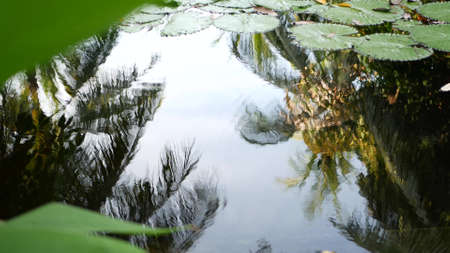 From above floating green water lilies in calm pond. Leaves floating in tranquil water. Symbol of...