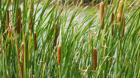 Thickets of reeds on background of lake or pond water. Thick brown reed with leaves on background of...