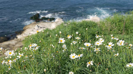 Simple white oxeye daisies in green grass over pacific ocean splashing waves. Wildflowers on the steep cliff. Tender marguerites in bloom near waters edge in La Jolla Cove San Diego, California USA.の写真素材