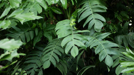 Bright juicy exotic tropical greenery in jungle. Selective focus natural organic background, unusual...