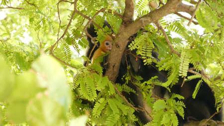 Cute spectacular leaf langur, dusky monkey on tree branch amidst green leaves in Ang Thong national...