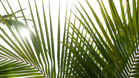 Coconut palm trees crowns against blue sunny sky perspective view from the ground. Tropical travel...
