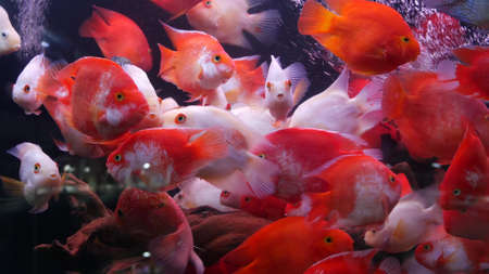 Diversity of tropical fishes in exotic decorative aquarium. Assortment in chatuchak fish market pet shops. Close up of colorful pets displayed on stall. Variety for sale on counter, trading on bazaarの写真素材