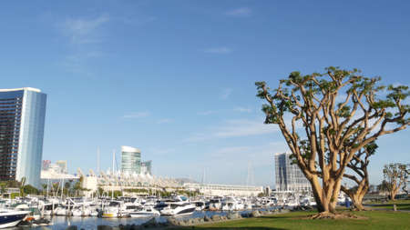 Embarcadero marina park, big coral trees near USS Midway and Convention Center, Seaport Village, San Diego, California USA. Luxury yachts and hotels, metropolis urban skyline and highrise skyscrapers.のeditorial素材