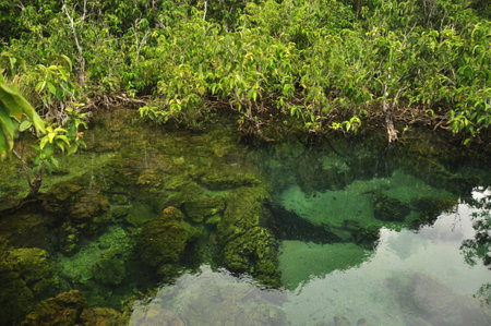 Transparent water in wild tropical pond or river, From above shot of clear water in small lake with mangrove trees roots aroundの写真素材