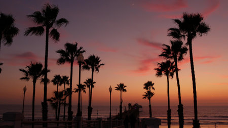 Palms silhouette on twilight sky, California USA, Oceanside pier. Dusk gloaming nightfall atmosphere. Tropical pacific ocean beach, sunset afterglow aesthetic. Dark black palm tree, Los Angeles vibes.の写真素材