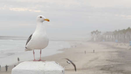 White seagull, California pacific ocean beach. Misty cold winter weather, seascape in fog, cloudy overcast grey sky. Lovely bird close up, pier in Oceanside waterfront sea resort, USA. Calm atmosphereの写真素材