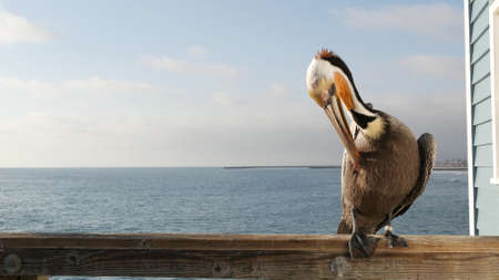 Wild brown pelican on wooden pier railing, Oceanside boardwalk, California ocean beach, USA...