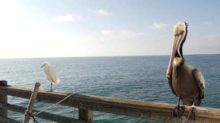 Pelican and white snowy egret, heron on wooden pier railings, Oceanside boardwalk, California USA. Ocean sea beach. Close up of coastal bird, seascape and blue sky. Funny animal behavior portrait.の写真素材