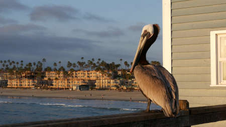 Wild brown pelican on wooden pier railing, Oceanside boardwalk, California ocean beach, USA wildlife. Gray pelecanus by sea water. Close up of coastal big bird in freedom and seascape. Large bill beakの写真素材