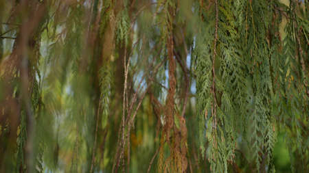 Cypress coniferous tree in garden, California USA. Natural botanical close up background. Atmosphere...