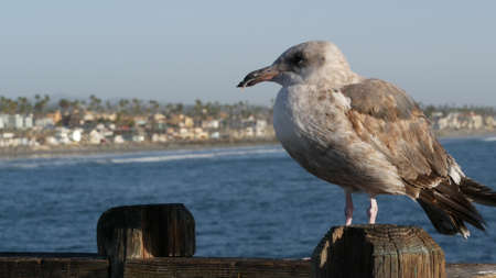 Seagull on wooden pier railings. Bird close up and palm trees in Oceanside. California waterfront pacific ocean tropical beach resort, USA. Summertime sea coastline vacations. Beachfront houses.の写真素材