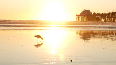 Wooden pier silhouette at sunset, California USA, Oceanside. Waterfront surfing resort, pacific ocean tropical beach. Summertime coastline vacations atmosphere. Seagull bird on low tide littoral sand.の写真素材