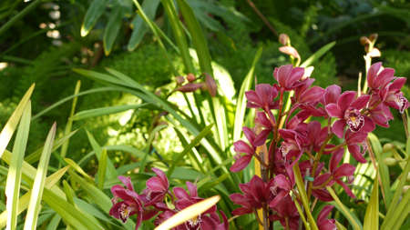 Orchid flower blossom in green leaves. Elegant colorful floral bloom. Exotic tropical jungle...