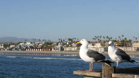 Seagull on wooden pier railings. Bird close up and palm trees in Oceanside. California waterfront pacific ocean tropical beach resort, USA. Summertime sea coastline vacations. Beachfront houses.の写真素材