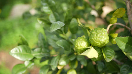 Bergamot citrus on tree, California USA. Orange and lemon hybrid in spring morning garden, homegrown...