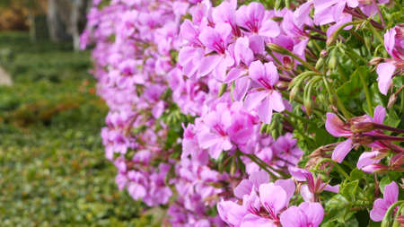 Ornamental garden flowers, home gardening in California, USA. Decorative botanical floriculture....