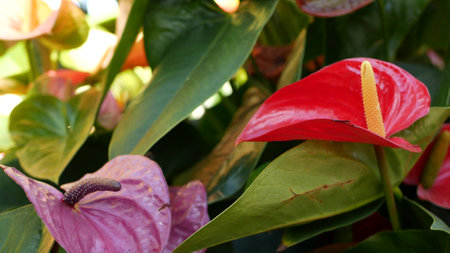 Red calla lily flower, dark green leaves. Elegant maroon floral blossom. Exotic tropical jungle...