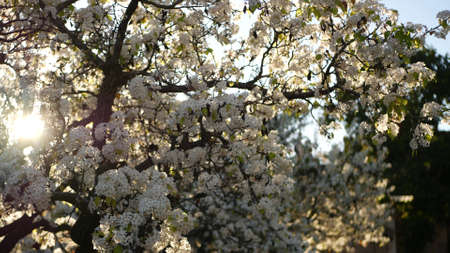 Spring white blossom of cherry tree, California, USA, Balboa Park. Delicate tender sakura flowers of...