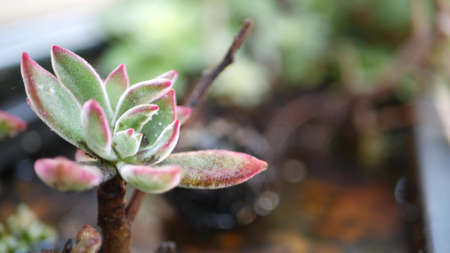 Succulent plants collection, gardening in California, USA. Home garden design, diversity of various botanical hen and chicks. Assorted mix of decorative ornamental echeveria houseplants, floriculture.の写真素材
