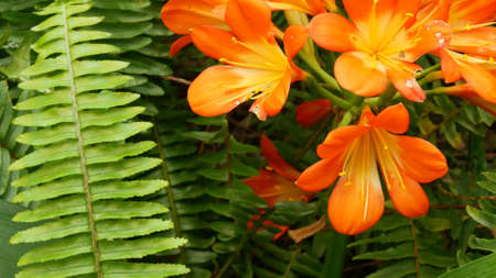 Natal bush kafir lily flower, California, USA. Clivia miniata orange flamboyant exotic fiery vibrant...