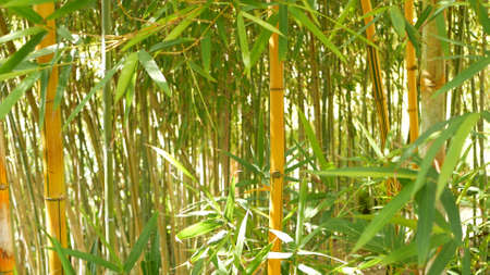 Bamboo forest, exotic asian tropical atmosphere. Green trees in meditative feng shui zen garden. Quiet calm grove, morning harmony freshness in thicket. Japanese or chinese natural oriental aesthetic.の写真素材