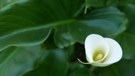White calla lily flower and dark green leaves. Elegant floral blossom. Exotic tropical jungle rainforest, stylish trendy botanical atmosphere. Natural vivid greenery, paradise aesthetic. Arum plant.の写真素材