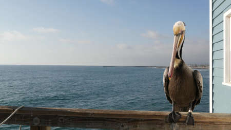 Wild brown pelican on wooden pier railing, Oceanside boardwalk, California ocean beach, USA wildlife. Gray pelecanus by sea water. Close up of coastal big bird in freedom and seascape. Large bill beakの写真素材