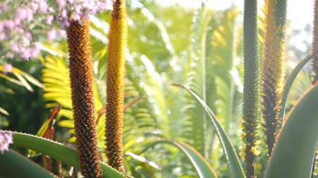 Aloe succulent plant yellow flower, California USA. Desert flora, arid climate natural botanical close up background. Vivid orange bloom of Aloe Vera. Gardening in America, grows with cactus and agaveの写真素材