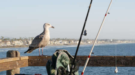 Saltwater angling, wooden pier boardwalk, fishing accessory, tackle or gear. Oceanside California USA. Sea salt water, ocean seascape. Seagull bird waiting near fisherman equipment, rod or spinning.の写真素材