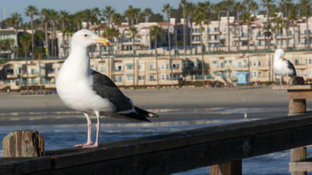 Seagull on wooden pier railings. Bird close up and palm trees in Oceanside. California waterfront pacific ocean tropical beach resort, USA. Summertime sea coastline vacations. Beachfront houses.の写真素材