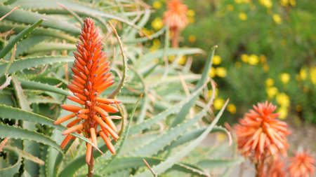 Aloe succulent plant red flower, California USA. Desert flora, arid climate natural botanical close up background. Vivid juicy bloom of Aloe Vera. Gardening in America, grows with cactus and agave.の写真素材