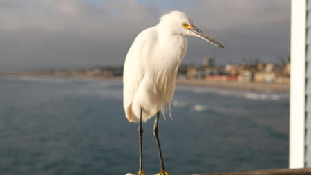 White snowy egret on wooden pier railings, Oceanside boardwalk, California USA. Ocean beach, sea water waves. Close up of coastal heron bird, seascape and blue sky. Funny animal behavior portrait.の写真素材