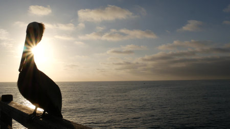 Wild pelican on wooden pier railing, Oceanside boardwalk, California ocean beach, USA wildlife. Pelecanus by sea water. Big bird in freedom close up, contrast silhouette at sunset. Large bill beak.の写真素材