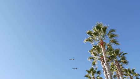 Big pelican birds flying, pelecanus flock soaring in sky, large wingspan. Palm tree in Oceanside, California waterfront pacific ocean tropical beach resort, USA. Summertime sea coastline vacations.の写真素材
