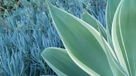 Blue agave leaves, succulent gardening in California, USA. Home garden design, yucca, century plant or aloe. Natural botanical ornamental mexican houseplants, arid desert floriculture. Calm atmosphereの写真素材