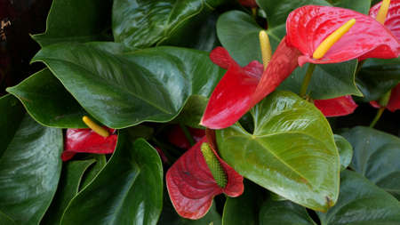 Red calla lily flower, dark green leaves. Elegant maroon floral blossom. Exotic tropical jungle...