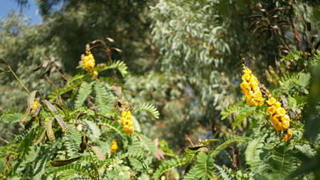 African senna flowers blossom, gardening in California, USA. Natural botanical close up background. Yellow bloom in spring morning garden, fresh springtime flora in soft focus. Candlestick juicy plantの写真素材