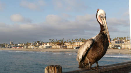 Wild brown pelican on wooden pier railing, Oceanside boardwalk, California ocean beach, USA wildlife. Gray pelecanus by sea water. Close up of coastal big bird in freedom and seascape. Large bill beakの写真素材