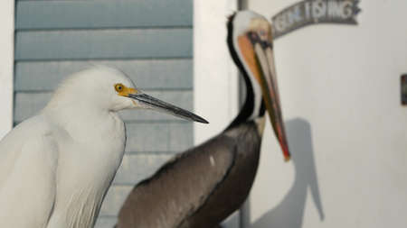 Pelican and white snowy egret, heron on wooden pier railings, Oceanside boardwalk, California USA....