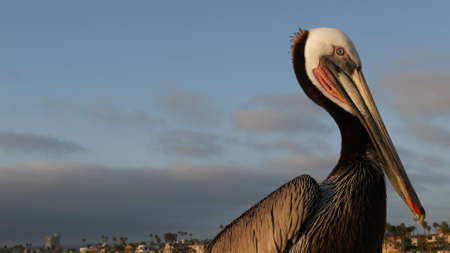 Wild brown pelican on wooden pier railing, Oceanside boardwalk, California ocean beach, USA wildlife. Gray pelecanus by sea water. Close up of coastal big bird in freedom and seascape. Large bill beakの写真素材