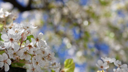 Spring white blossom of cherry tree, California, USA, Balboa Park. Delicate tender sakura flowers of...