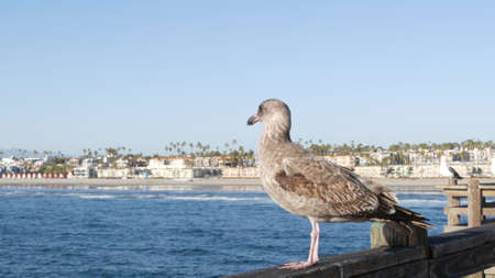 Seagull on wooden pier railings. Bird close up and palm trees in Oceanside. California waterfront pacific ocean tropical beach resort, USA. Summertime sea coastline vacations. Beachfront houses.の写真素材