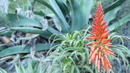 Aloe succulent plant red flower, California USA. Desert flora, arid climate natural botanical close up background. Vivid juicy bloom of Aloe Vera. Gardening in America, grows with cactus and agave.の写真素材