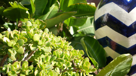 Succulents in flowerpot, gardening in California USA. Green house plants in colorful clay pots. Mexican style garden design, arid desert decorative floriculture. Natural botanical ornamental greenery.の写真素材