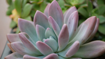 Succulent plants collection, gardening in California, USA. Home garden design, diversity of various botanical hen and chicks. Assorted mix of decorative ornamental echeveria houseplants, floriculture.の写真素材