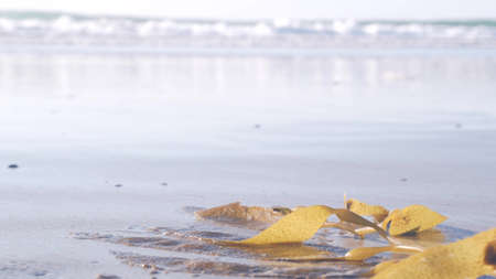 Green kelp seaweed on beach littoral sand, California ocean coast nature, USA. Wet brown algae by...