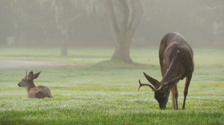 Two wild deers male with antlers and female grazing on green lawn in foggy weather. Couple or pair of animals on grass, Monterey wildlife, California nature, USA. Herbivore hoofed mammals with horns.の写真素材