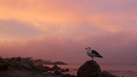 Rocky craggy ocean beach, calm sea waves, pink purple pastel sunset sky, Monterey, 17-mile drive seascape, California coast, USA. Beachfront waterfront Pacific Grove, waterside promenade. Seagull birdの写真素材
